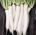 Radish - Image 2